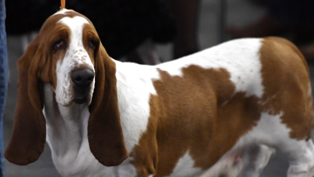 basset