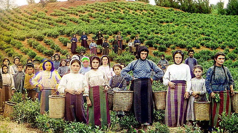 Greek women harvesting tea field