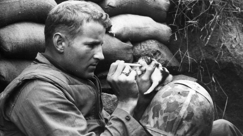 U.S. Marine feeding kitten 