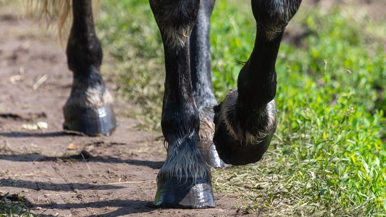 Horse hooves on dirt road