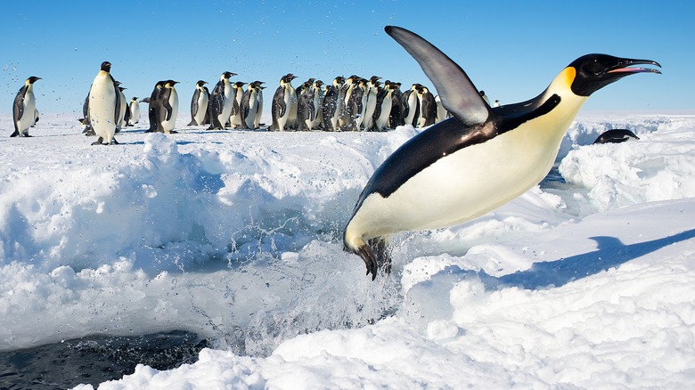 penguins in antarctica