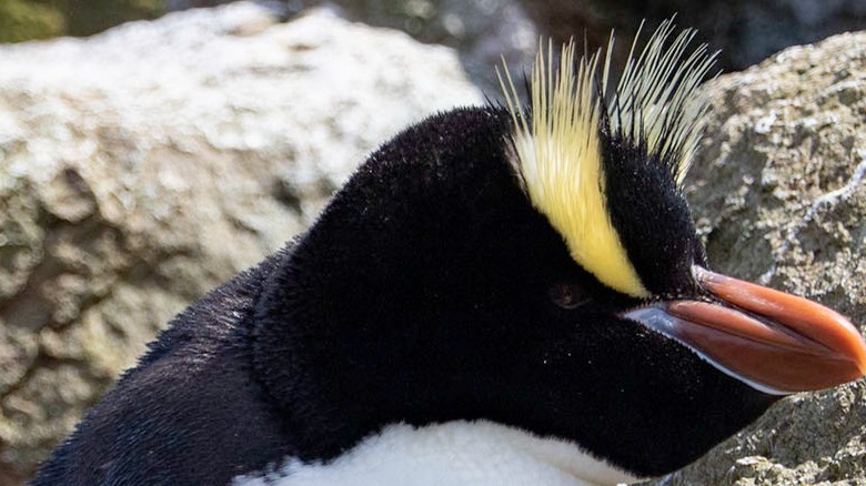 an erect-crested penguin up close