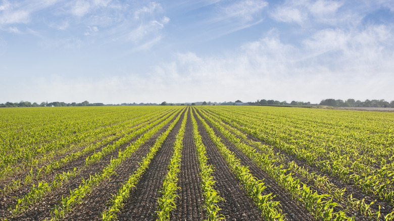 crops on a farm 