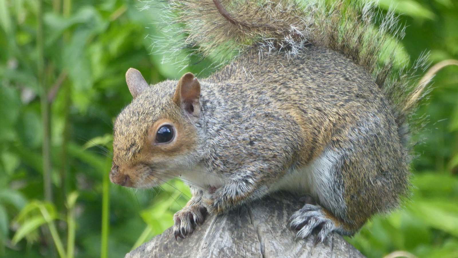 The Strange Animal That Used To Be Kept As A Pet