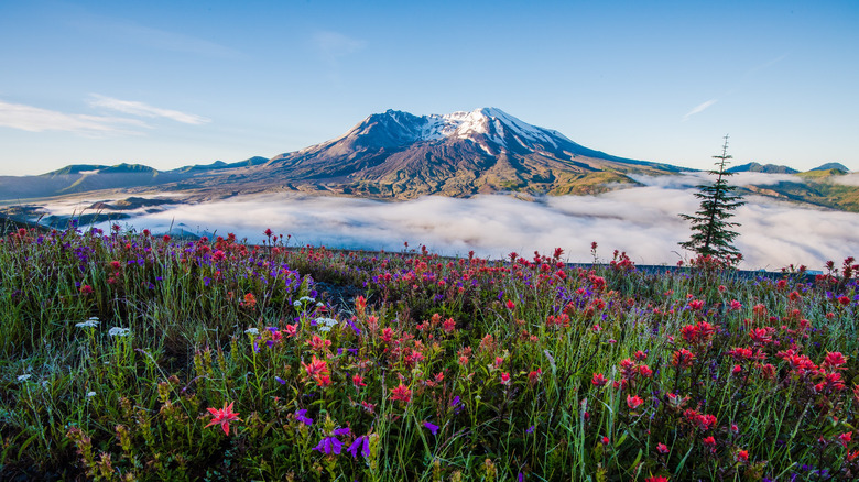 Mt. St. Helens with wildflowers