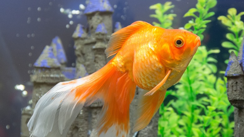 Goldfish in aquarium