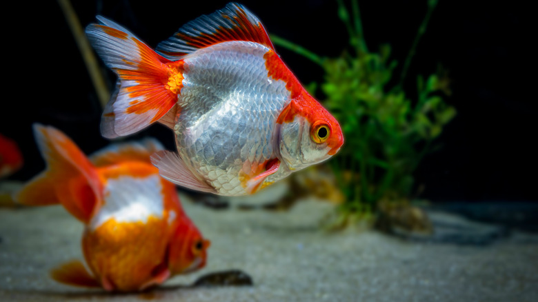 Two curly fantail goldfish swimming