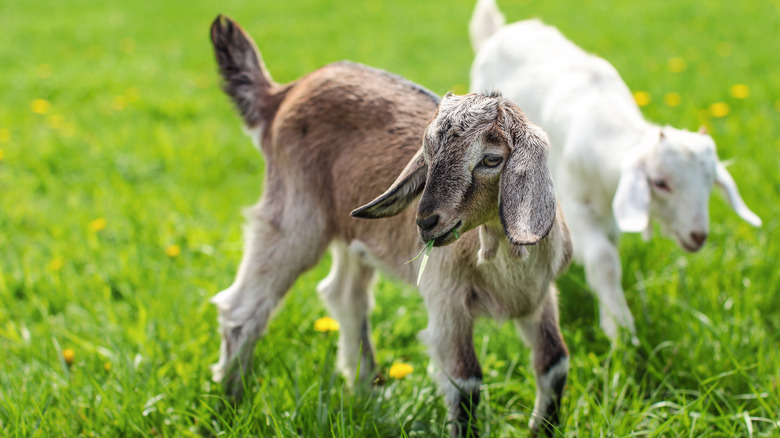 two young goats