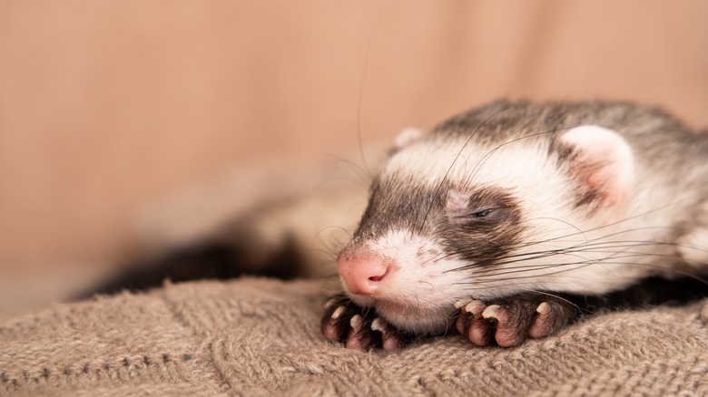 Pet ferret at rest