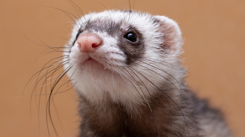 Ferret looks upward