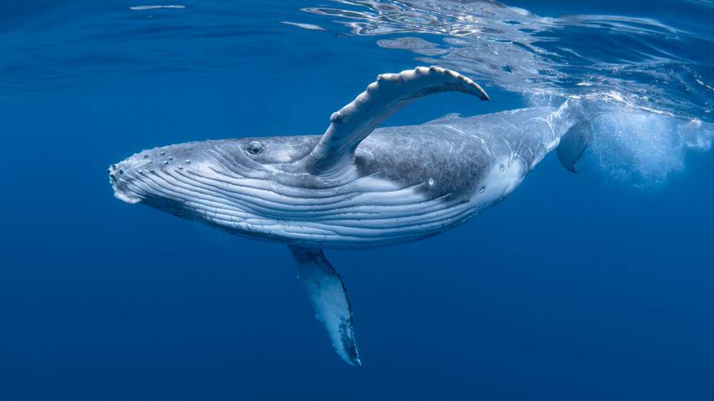 whale swimming