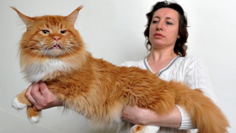 Maine Coon Cat