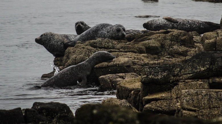 Scottish seals basking 