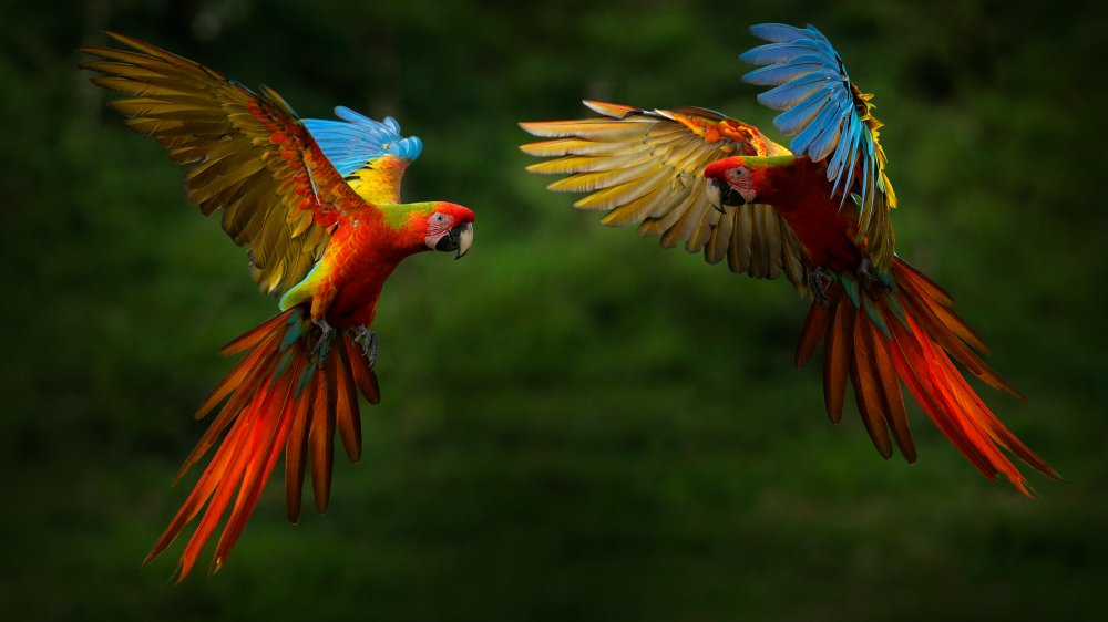 Tropical birds