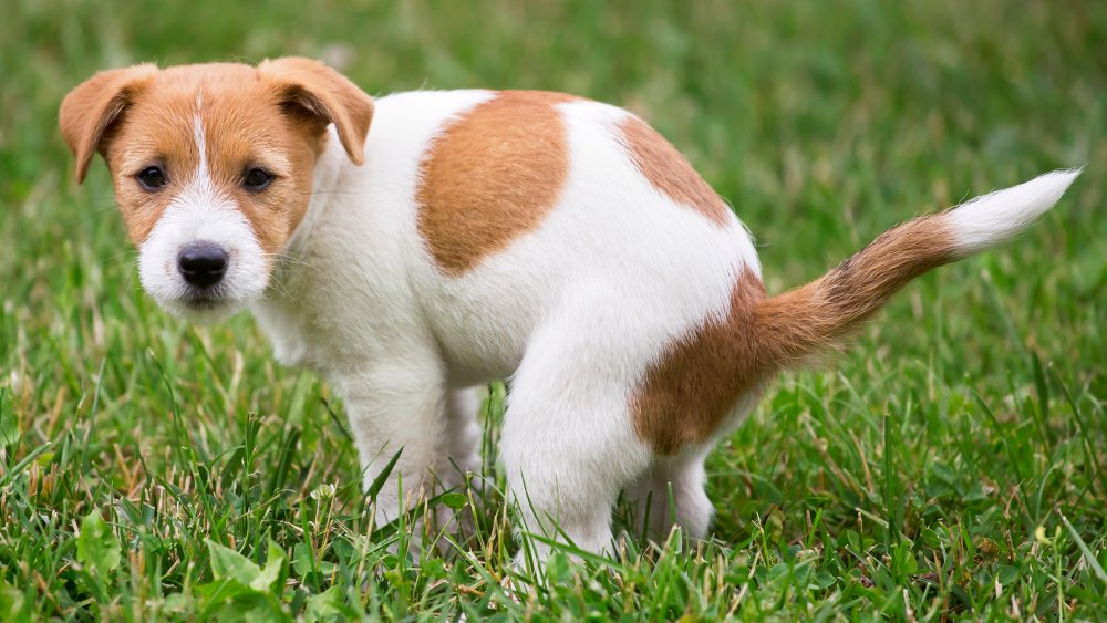 Pooping dog