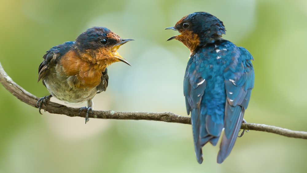 Birds communicating