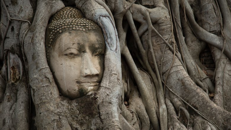 buddha tree