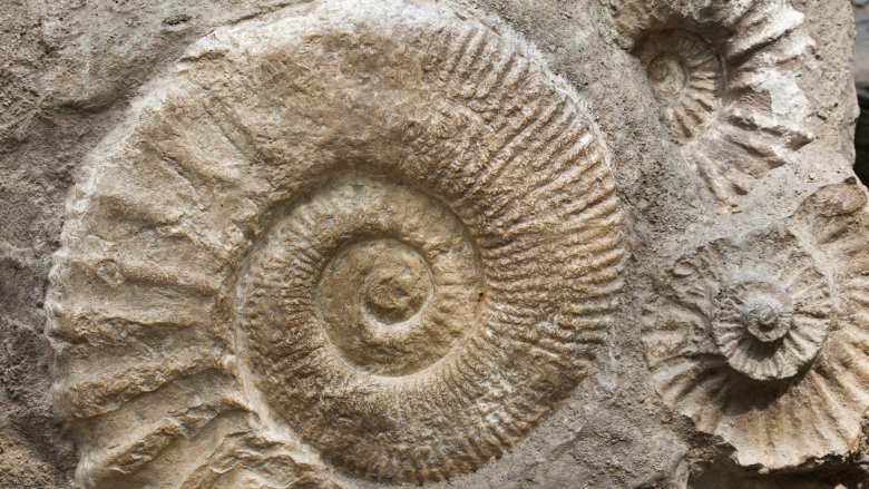 Fossils