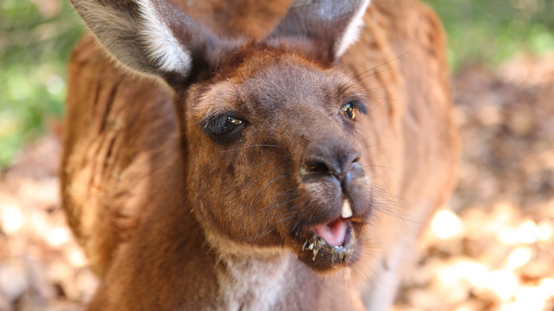 Photo of an angry kangaroo