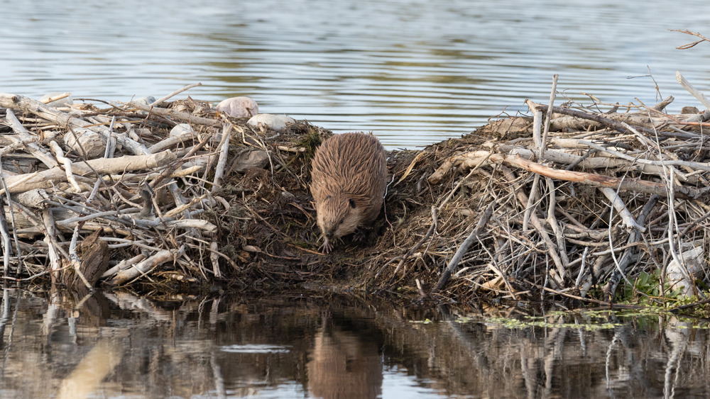 Beaver dam