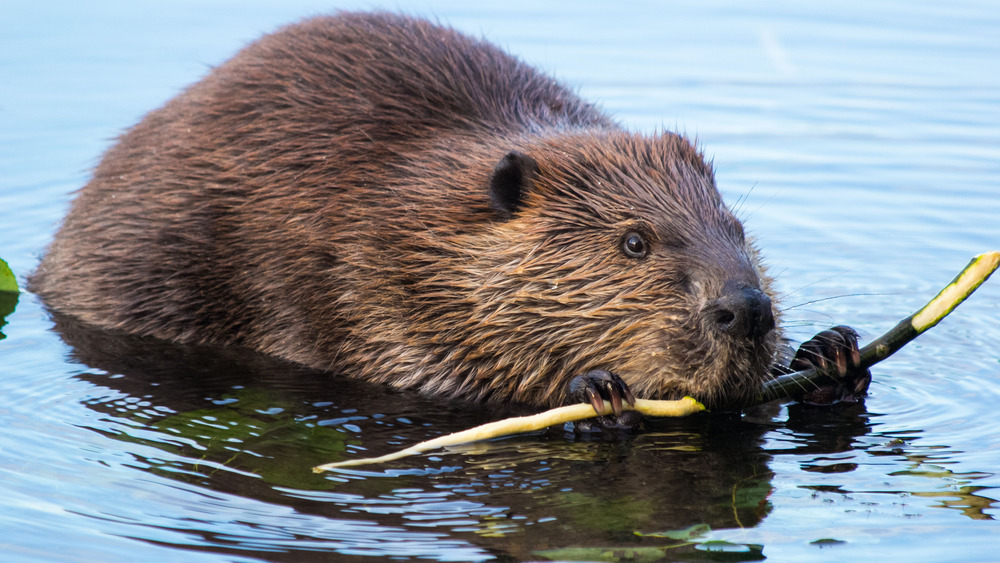 Beaver at work