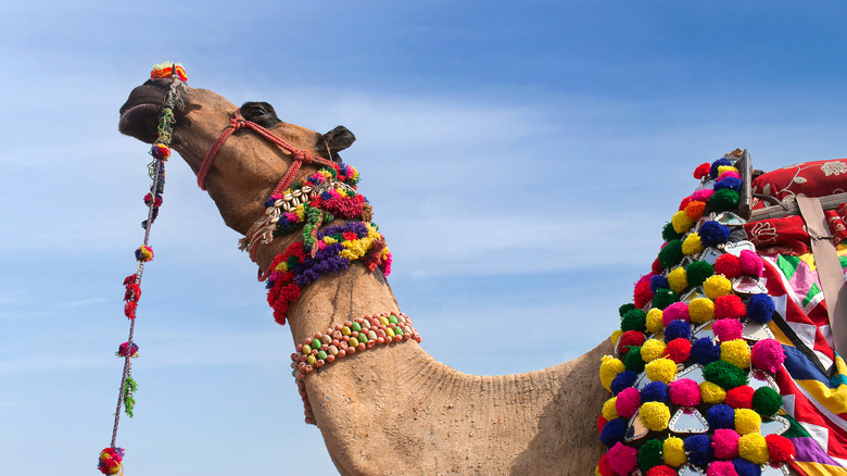 A camel in regalia 