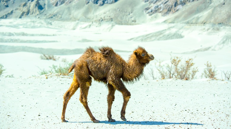 A camel walks in the desert