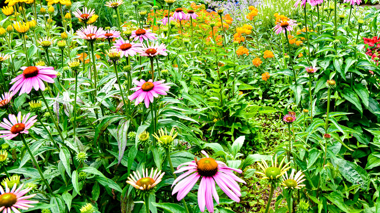 Pollinator backyard garden 