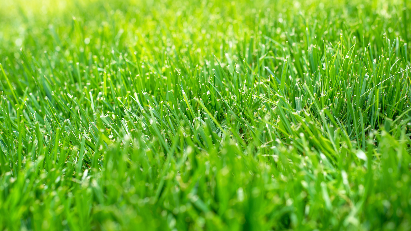 History of grass best sale lawns