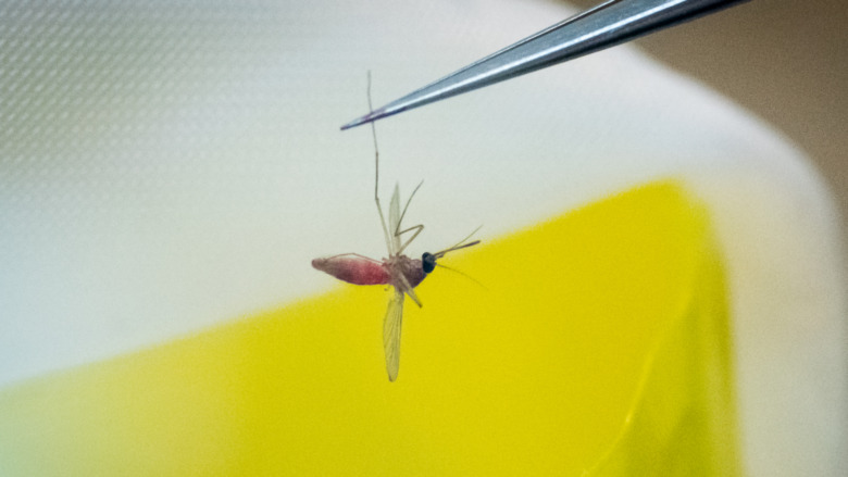 Mosquito held by forceps