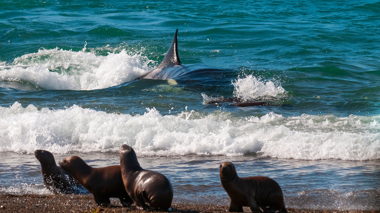 Orca hunting some seals