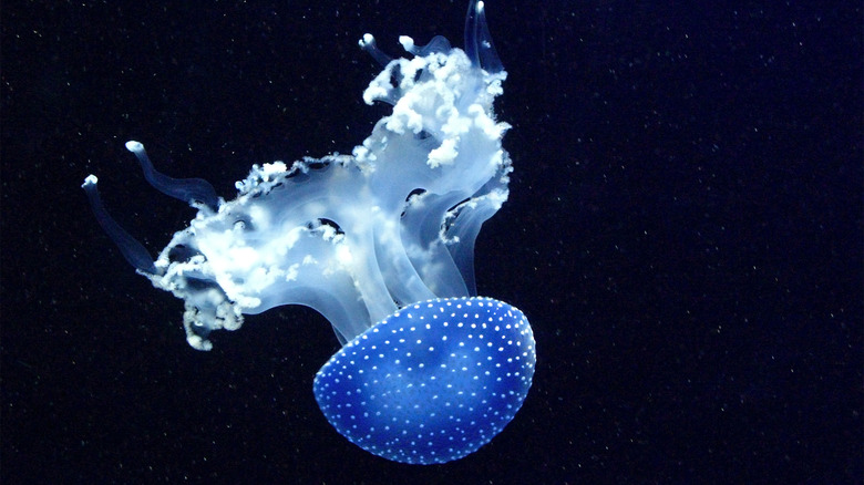 bioluminescent jellyfish