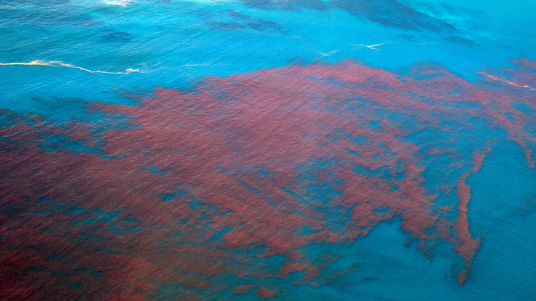 red tide in Atlantic