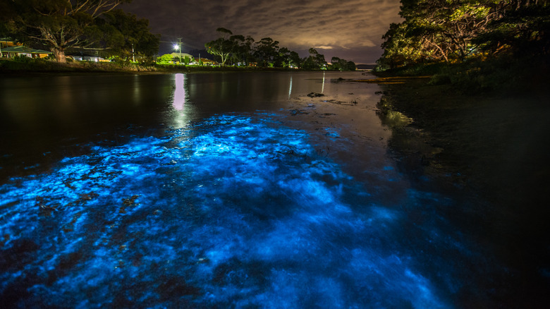 bioluminescent plankton in Tasmania