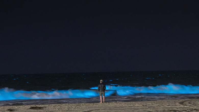 bioluminescent plankton shore