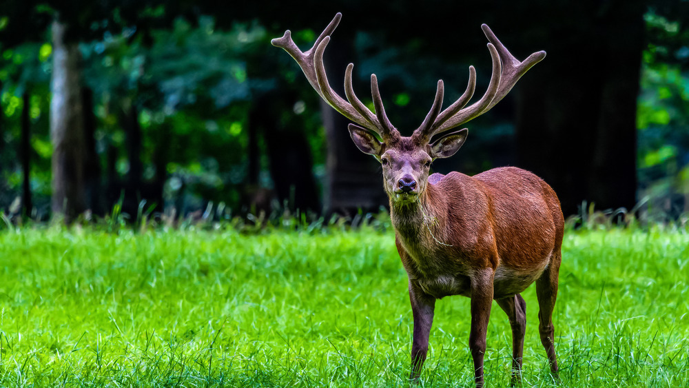 Red deer with big velvet antlers