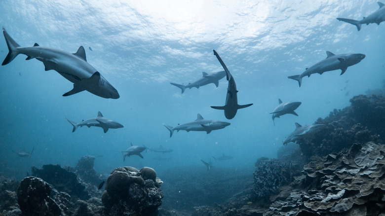 sharks seen from below