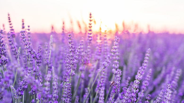 Field of lavender.