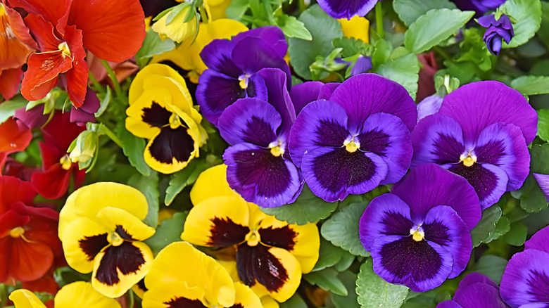 Brightly coloured pansies.