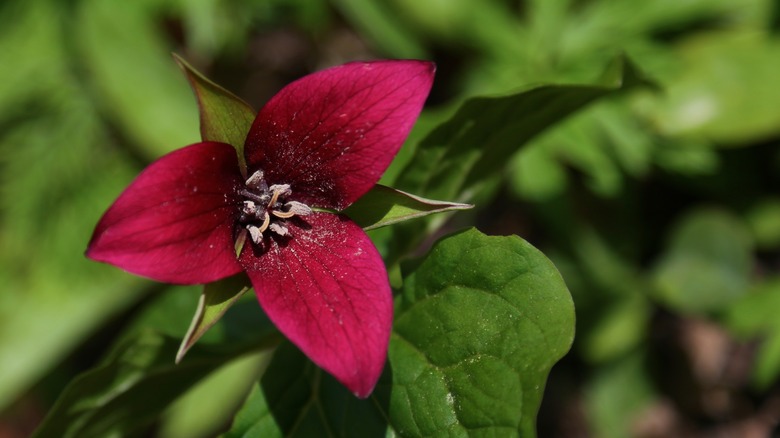 Magenta three-petaled trillium flower.