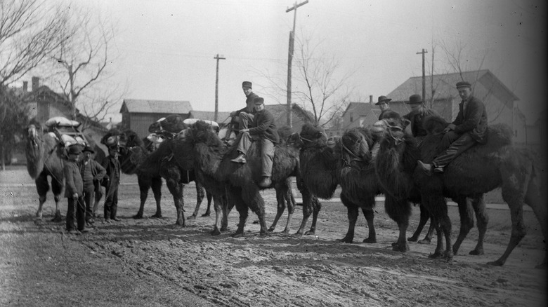 Camels with men riding outside muddy