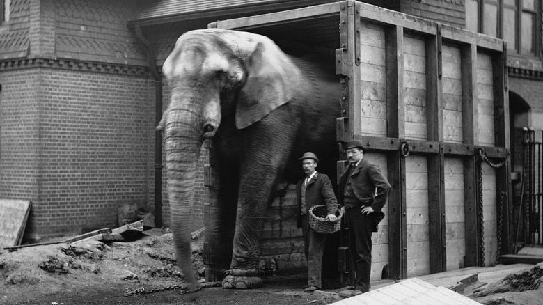 Jumbo the elephant in a shipping container