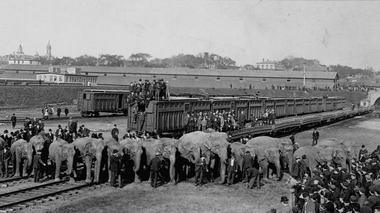 elephants outside circus train 
