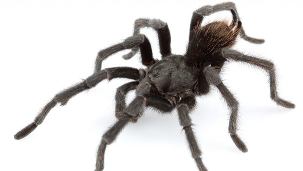 Aphonopelma johnnycashi 