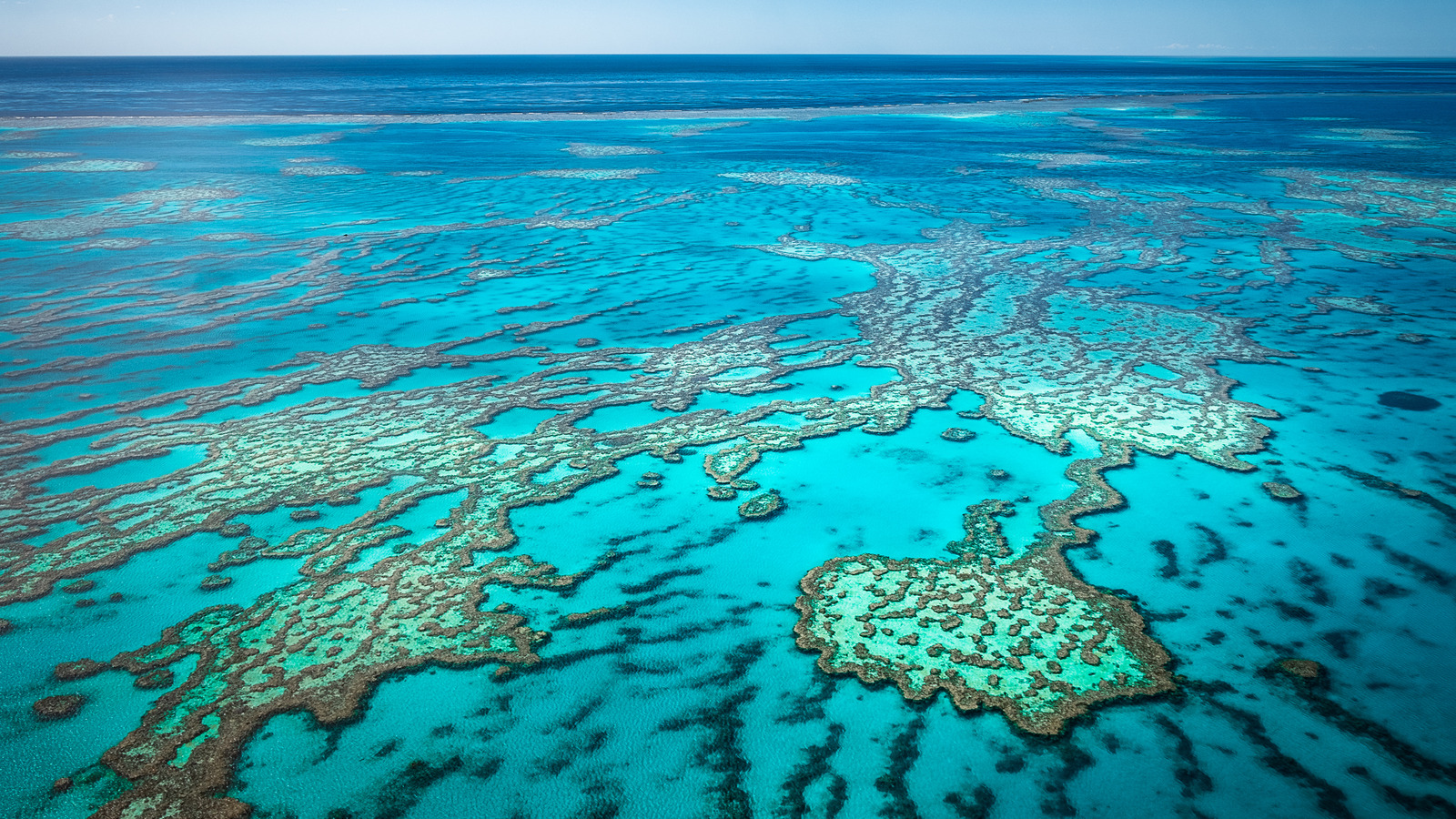 The Terrifying Percentage Of The Great Barrier Reef That We've Lost In ...