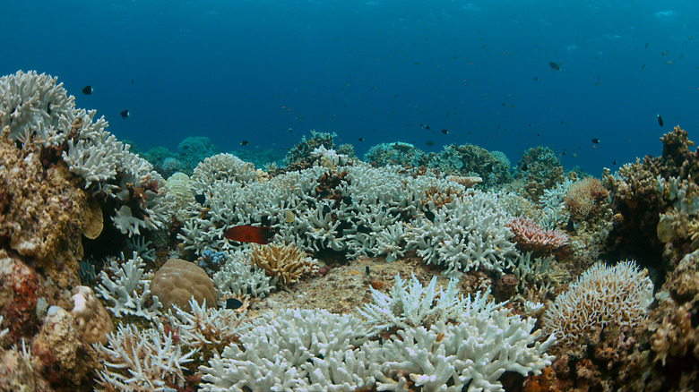 Coral after mass coral bleaching 