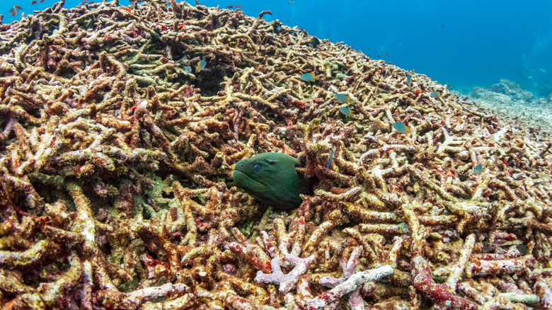 Dead coral, Great Barrier Reef