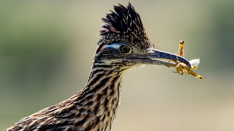 roadrunner eating grasshopper