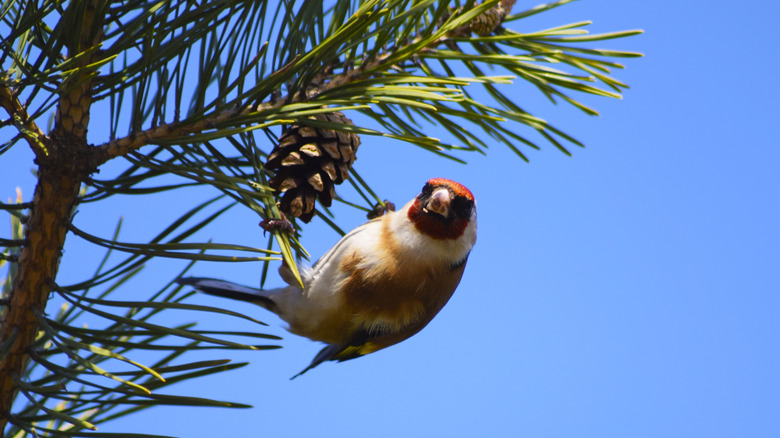 bird eating pine cone