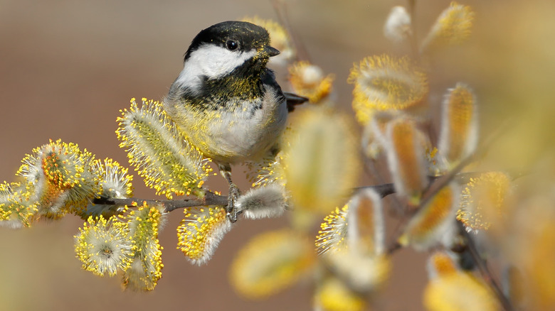 chickadee covered in pollen